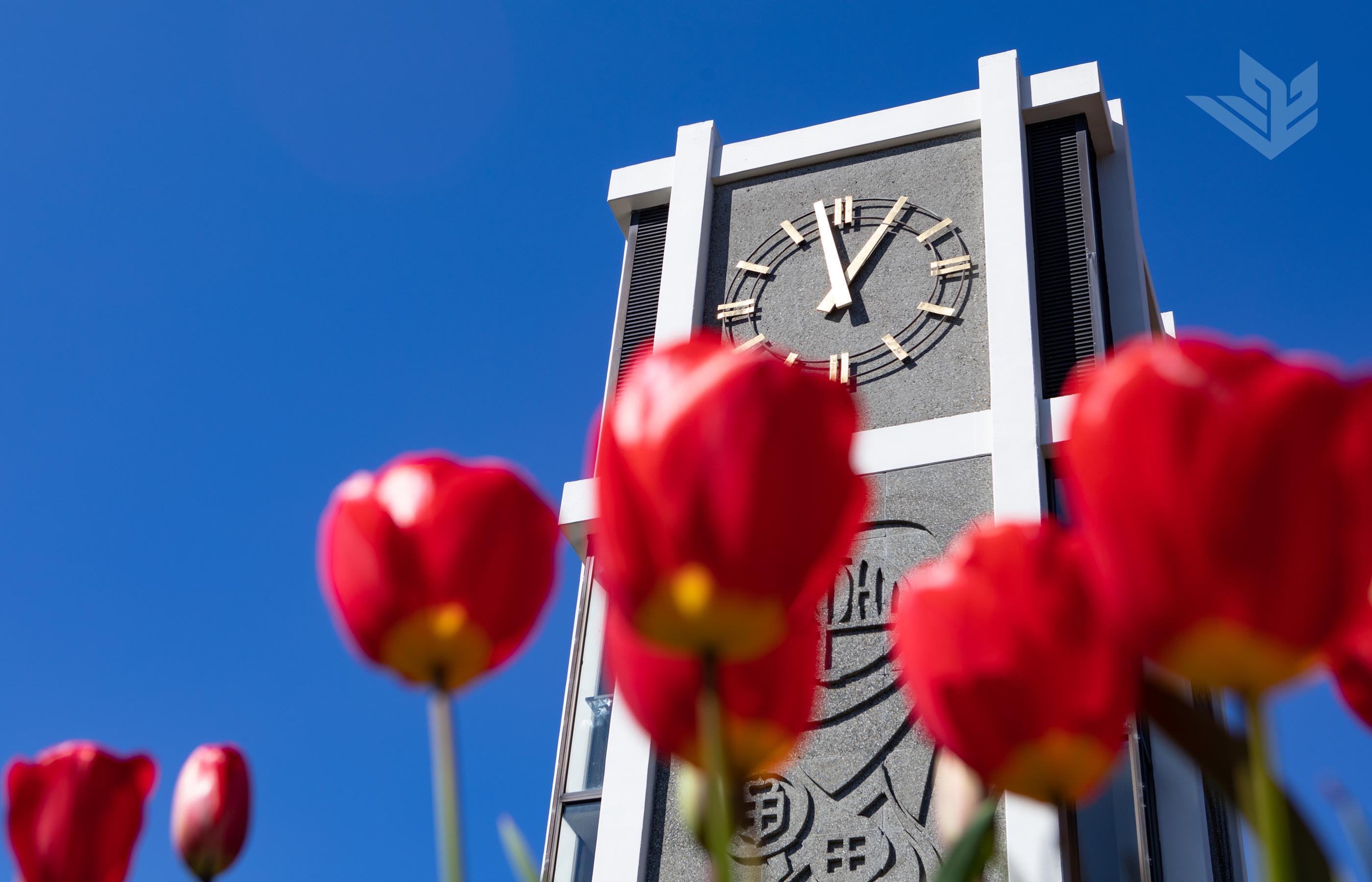 Bright red tulips in the foreground of a photo of Demaray Hall's iconic clocktower