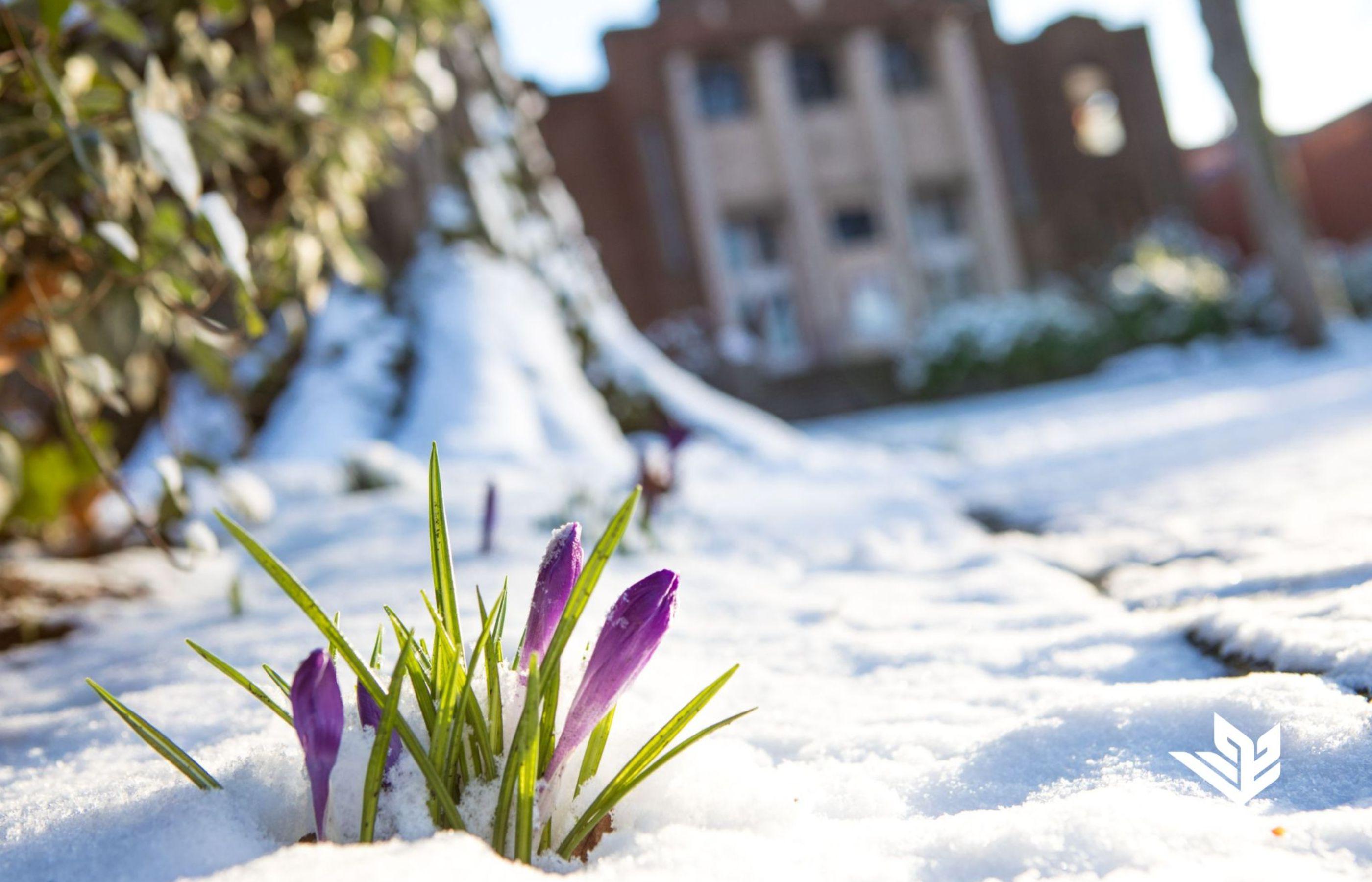 McKinley Hall, home to the E.E. Bach Theatre, sits in the white winter snow and purple flower shoots in the foreground