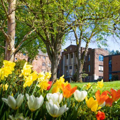 SPU校园春天的图片显示明亮的郁金香在蒂凡尼环与麦金利大厅为背景